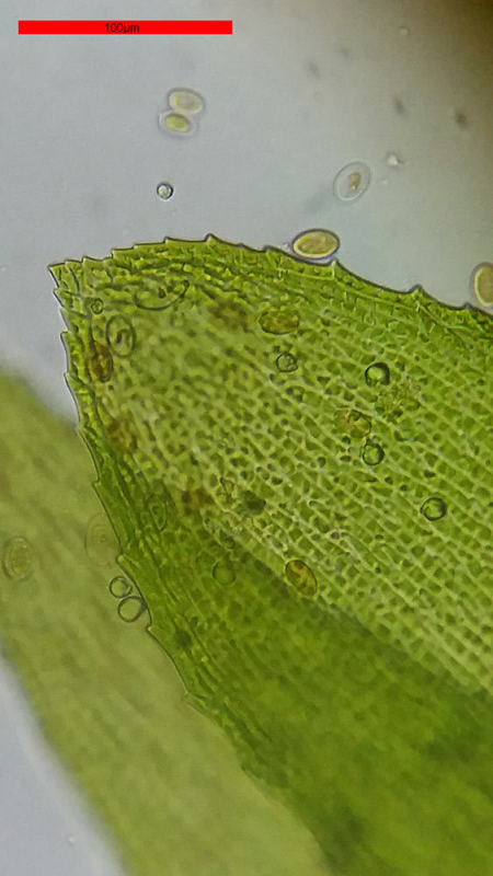 Микроскоп Bresser Erudit Basic 40&ndash;400x