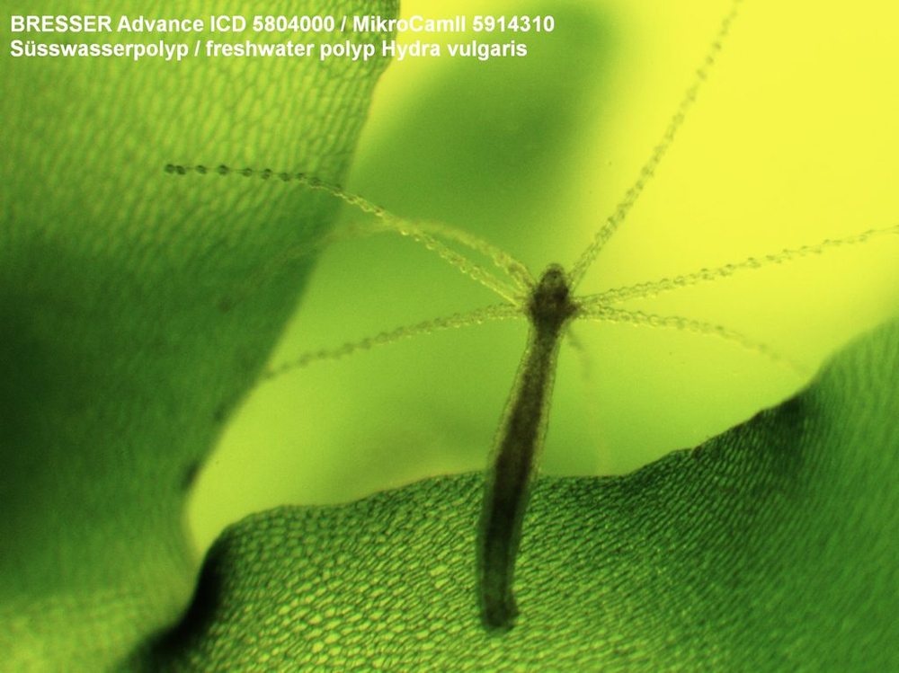 Микроскоп Bresser Advance ICD 10x&ndash;160x