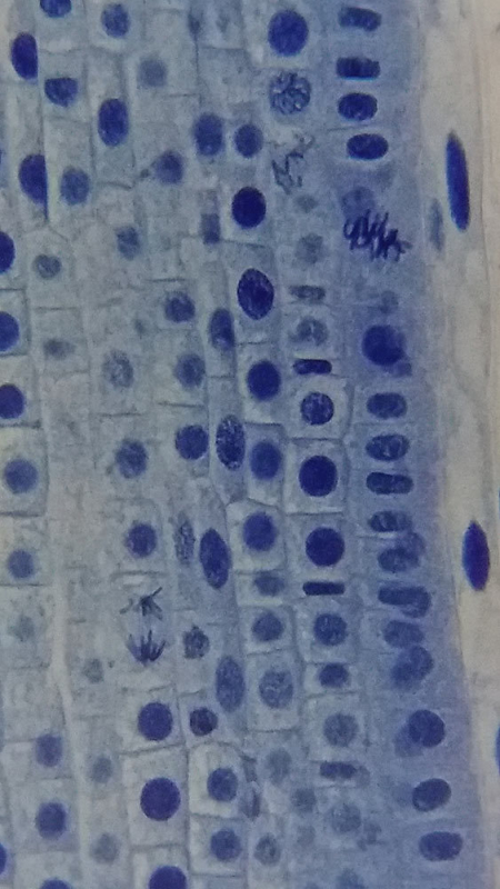 Микроскоп Bresser Erudit Basic 40&ndash;400x